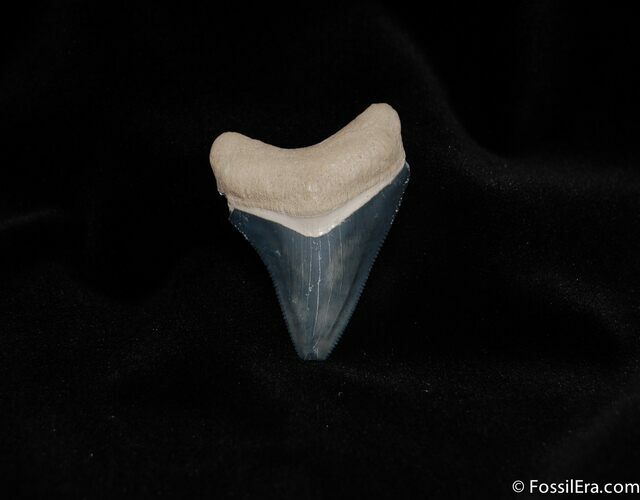 Serrated and Colorful Inch Bone Valley Meg Tooth #123